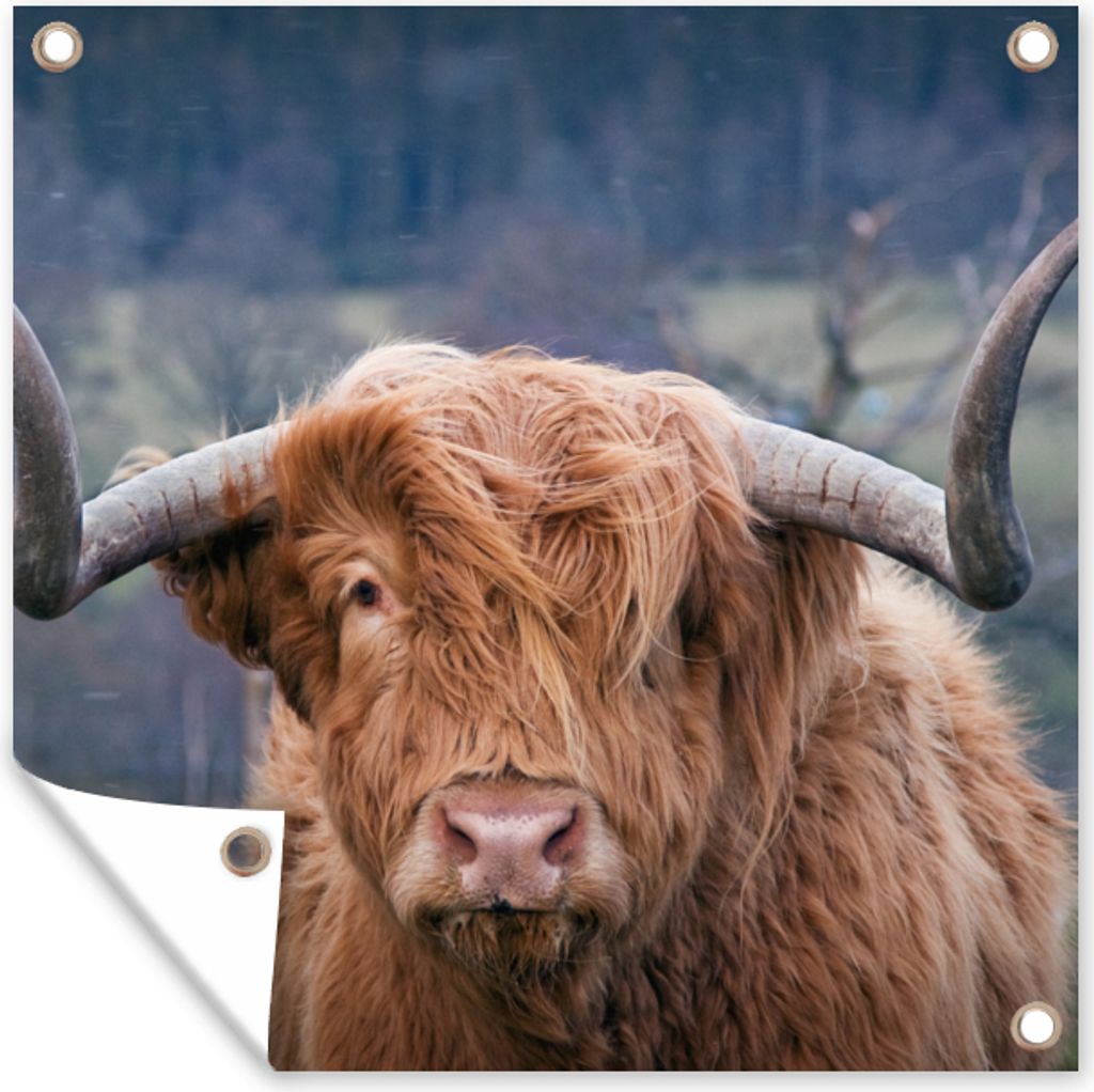 MuchoWow 50x50 cm Outdoor-Poster Gartendeko Sichtschutz Garten Poster für den Garten Schottischer Highlander - Hörner - Berg