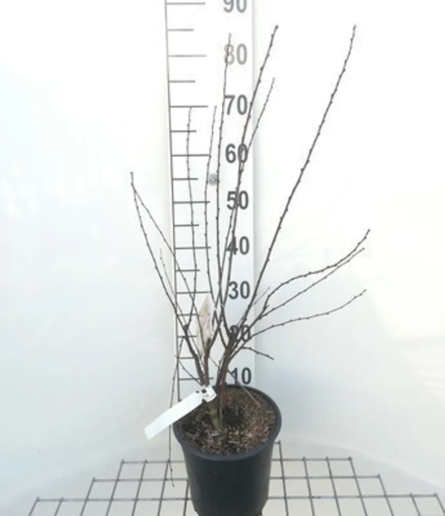 Prunus triloba Amandier de Chine 50-60 cm Arbuste Résistant au Froid