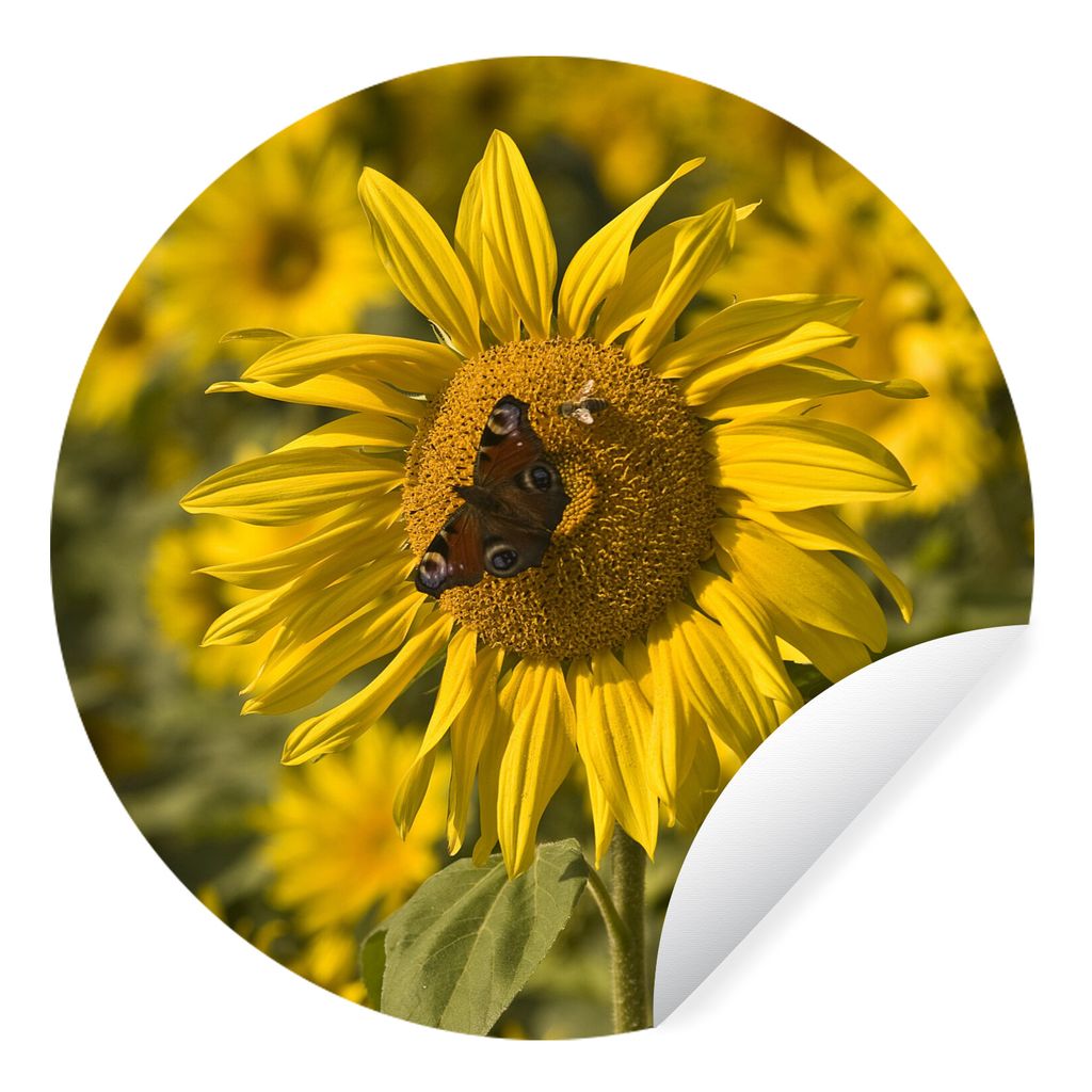 MuchoWow Runde Wandtattoo - Wandsticker Tapete Aufkleber Tagpfauenauge Schmetterling auf einer Sonnenblume Ø 30 cm Selbstklebend und Repositioni...