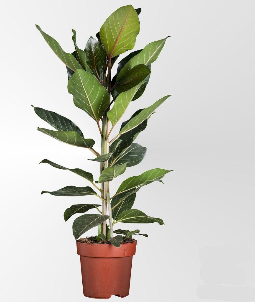 Ficus Benghalensis Joy Banyanbaum – Zimmerpflanze Ø21cm Höhe 90cm – Elegant pflegeleicht & moderne Botanik
