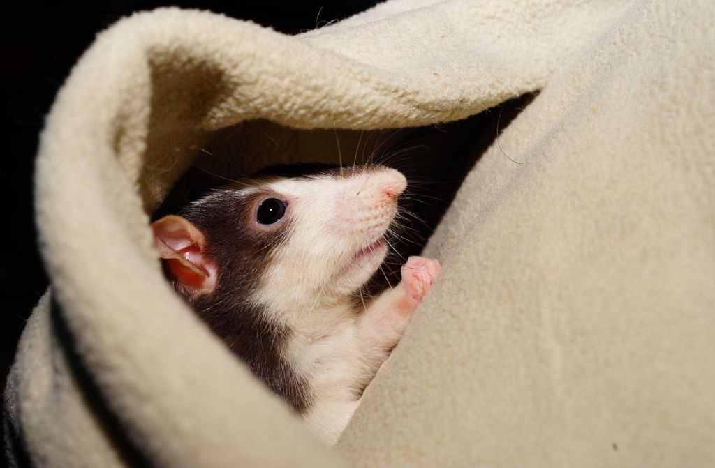 hansepuzzle 12235 - Taschen-Maus Puzzle, 500 Teile, Tierwelt, 46,0 x 30,0cm mit hochwertiger Aufbewahrung, Kartonbox und wiederverschließbarem Beutel