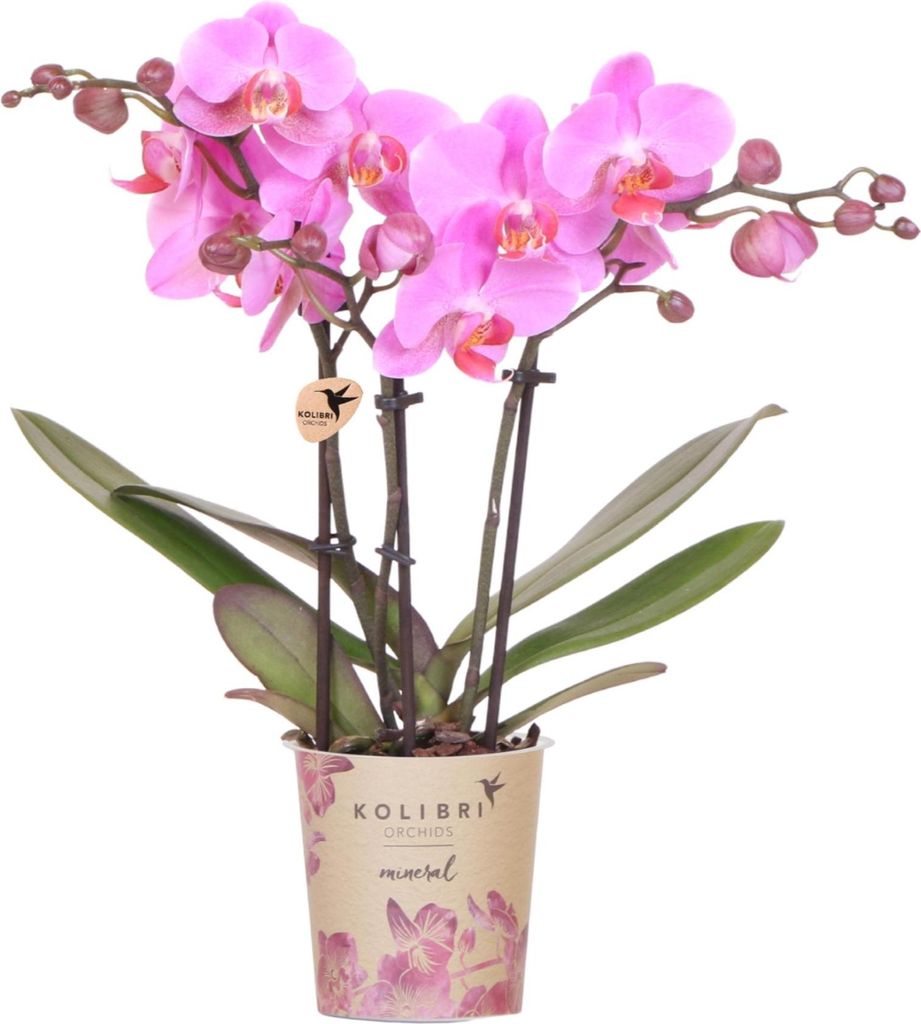 Kolibri Orchids | Violett-Rosa Phalaenopsis-Orchidee Topfgröße Ø9cm | Frederikstad | Blühende Zimmerpflanze – Frisch vom Züchter