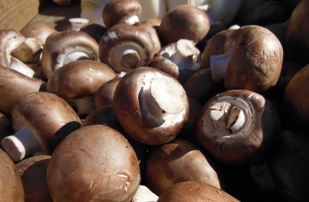 hansepuzzle 40703 - Champignons Puzzle, 500 Teile, Ernährung, 46,0 x 30,0cm mit hochwertiger Aufbewahrung, Kartonbox & Beutel