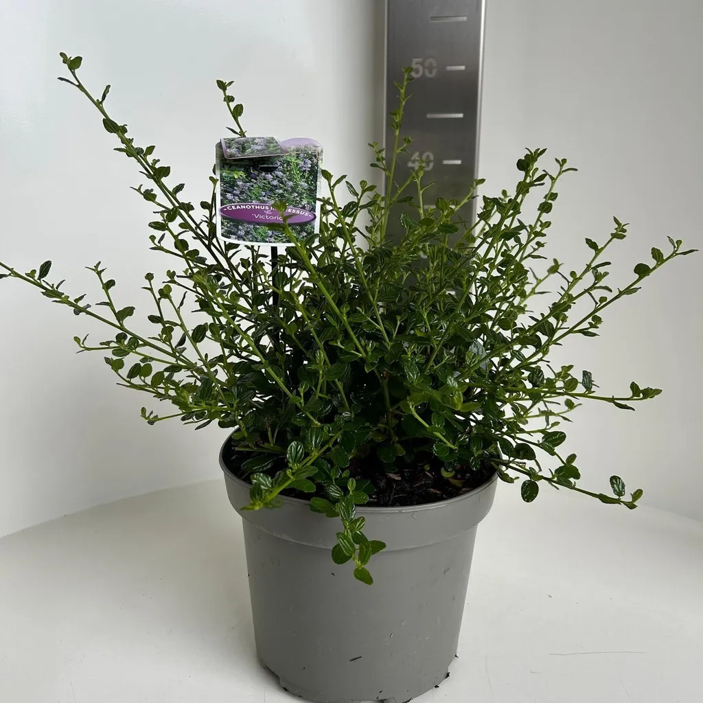 Ceanothus Victoria 30-40cm - Floraison bleu intense et feuillage dense