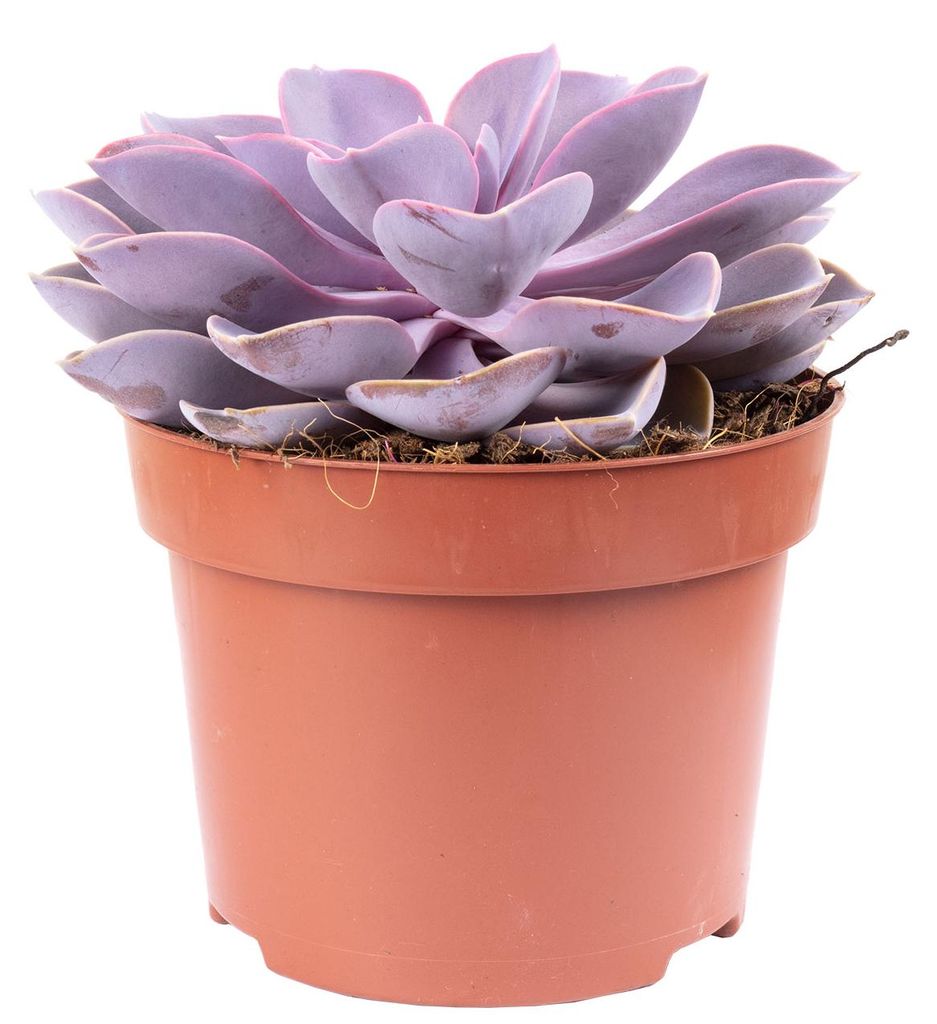 Echeverie - Echeveria purple pearl - Höhe ca. 15 cm, Topf-Ø 12 cm