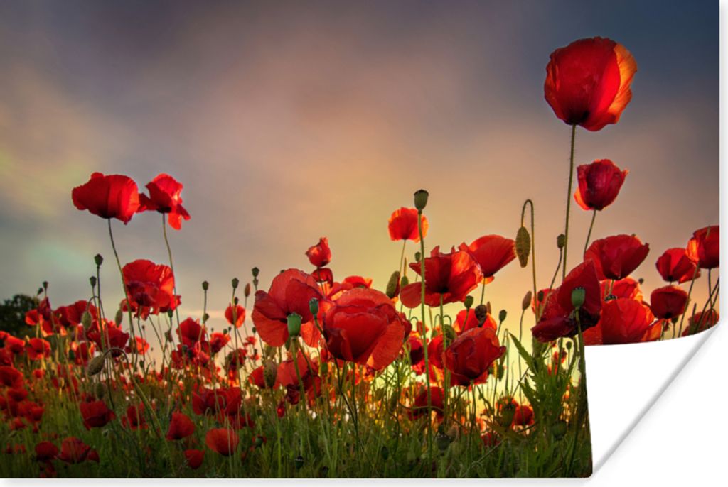 MuchoWow Poster Bunter Himmel über einem Mohnblumenfeld in Dänemark 60x40 cm - Schlafzimmerdekoration
