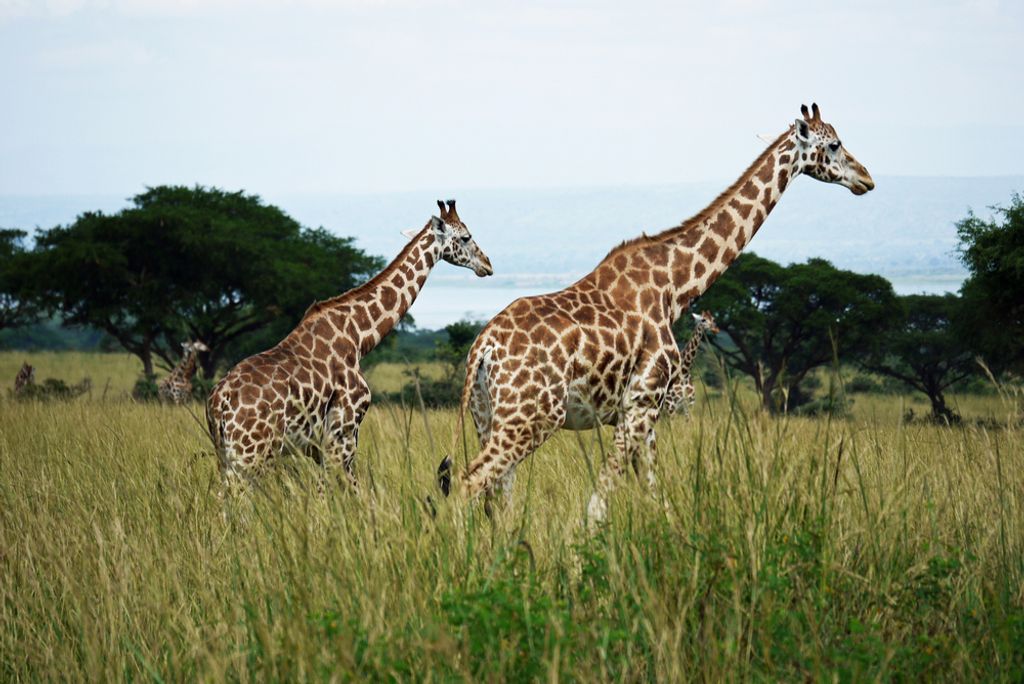 hansepuzzle 78007 - Giraffe Puzzle, 2000 Teile, Natur, 90,0 x 60,0cm mit hochwertiger Aufbewahrung, Kartonbox und wiederverschließbarem Beutel