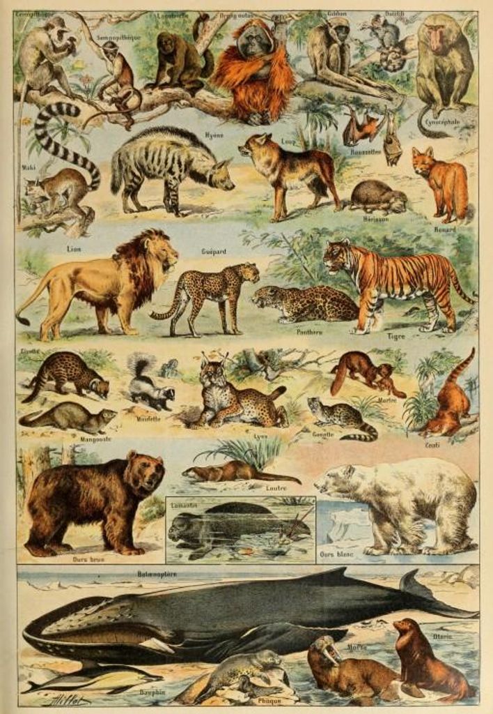 Grafika Puzzle Tiere 19. Jahrhundert 1000 Teile Lernspiel Karton