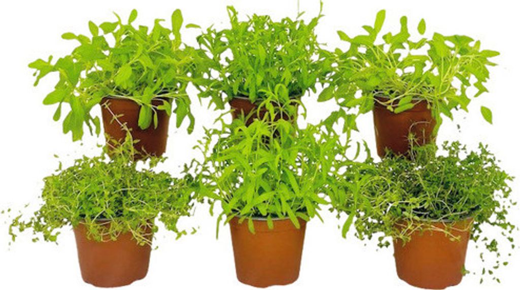 Kräuter Set FloraSelf Französische Kräuter Mix 6 Stk. Ø 12 cm Topf