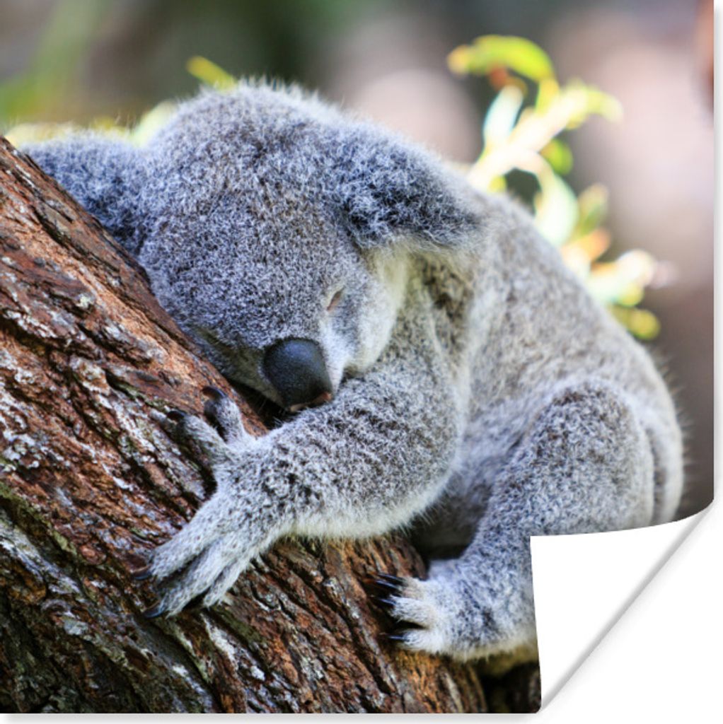 MuchoWow Poster Koala - Kofferraum - Kuscheltier - Jungen - Mädchen 30x30 cm - Wandposter - Printing