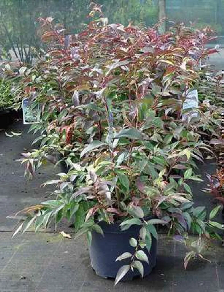 Leucothoe fontanesiana Rainbow arbuste persistant de 20-30 cm