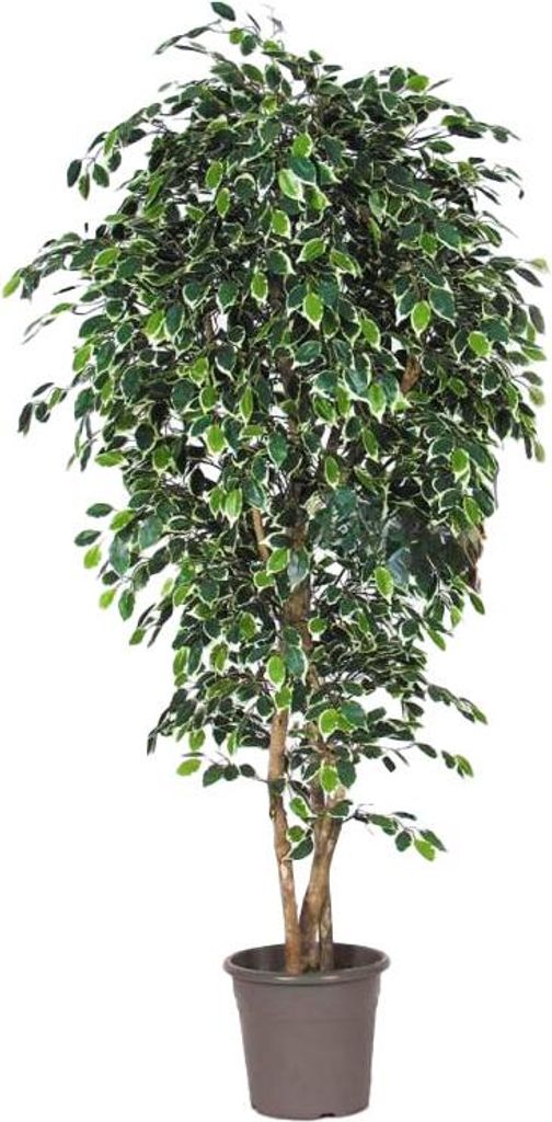 artplants.de Deko Birkenfeige LUDGARDIS, Natürliche Stämme, grün-weiß, 175cm - Italy - Kunstficus