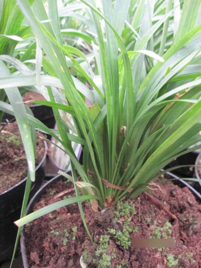 Liriope muscari Monroe White - Lilientraube - Glöckchentraube - 15-20cm