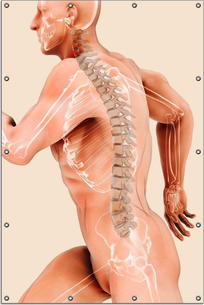 Wallario Outdoor-Poster für Garten oder Balkon, Motiv Anatomie Wirbelsäule - Menschliches Skelett beim Laufen, in ca. 120 x 180 cm