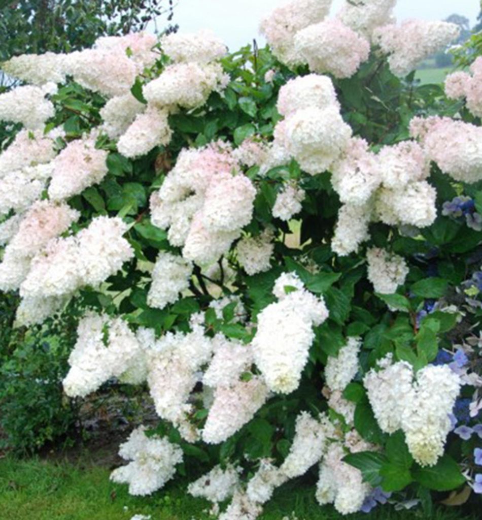 Rispenhortensie ´GRANDIFLORA®´ 20-30 cm, Cont. 1,4 l Produktbild 