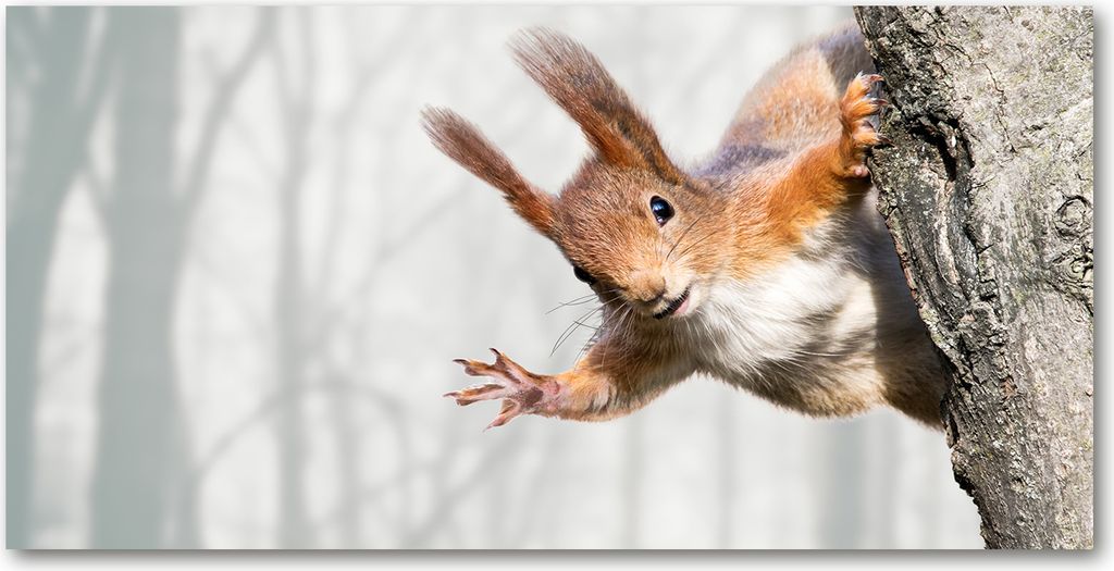 Tulup Glas-Bild -140x70- Wandkunst Dekorative Wand für Küche & Wohnzimmer - Tiere - Eichhörnchen - Orange