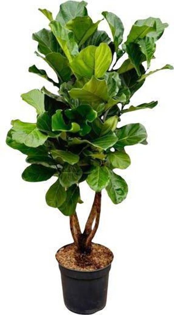 Geigen-Feige – Ficus Lyrata – Zimmerpflanze 200cm – Ø32cm – XXL-Pflanze mit großen geigenförmigen Blättern – Exotische Kübelpflanze ...