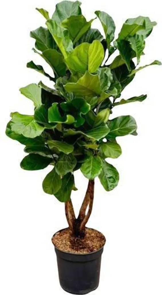 Ficus Lyrata XXL 200 cm : La plante facile pour décorer vos grands vides