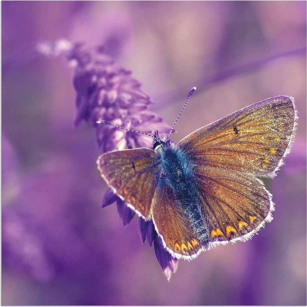 ARTland Wandbild Alu für Innen & Outdoor Schmetterling Lavendeltraum Größe: 40x40 cm