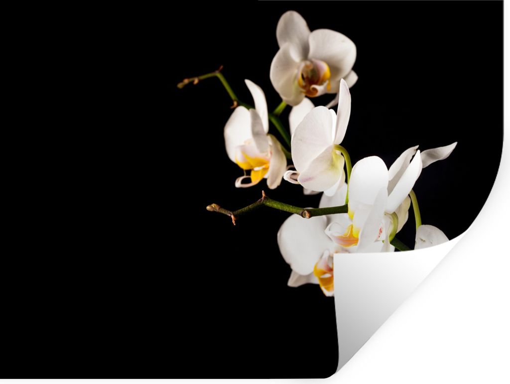 MuchoWow Wandtattoo Wandsticker Wandaufkleber Orchidee - Blumen - Pflanzen - Botanisch 40x30 cm Selbstklebend und Repositionierbar - Faltenfrei