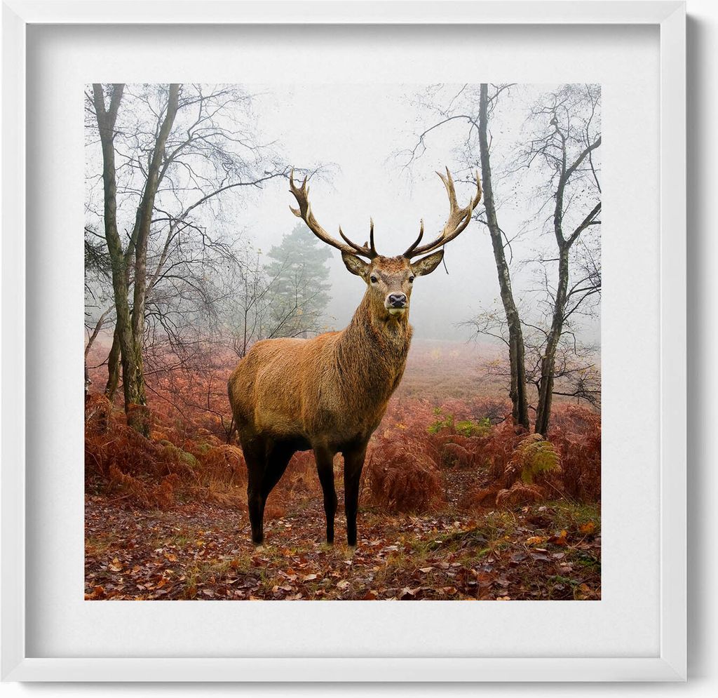 Hirsche im Wald im Herbst– Wandbild mit Rahmen – Gerahmtes Bild – Wanddekoration – 50x50 cm – Weiß Rahmen