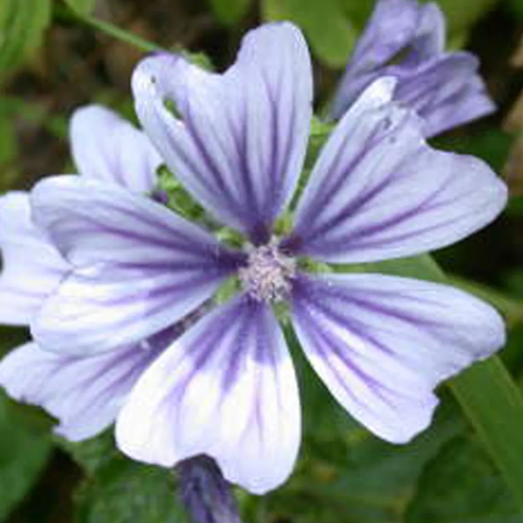 Malva Marina 6 Pezzi Vaso 9cm | Fiori Antichi per il Giardino