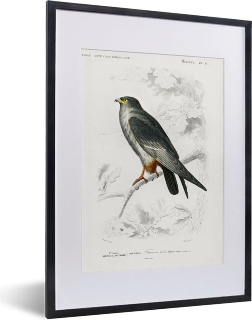 MuchoWow MuchoWow Gerahmtes Poster Vogel - Jahrgang - Falke 30x40 cm - Poster mit zchwarzem Bilderrahmen - Wandposter Schlafzimmer
