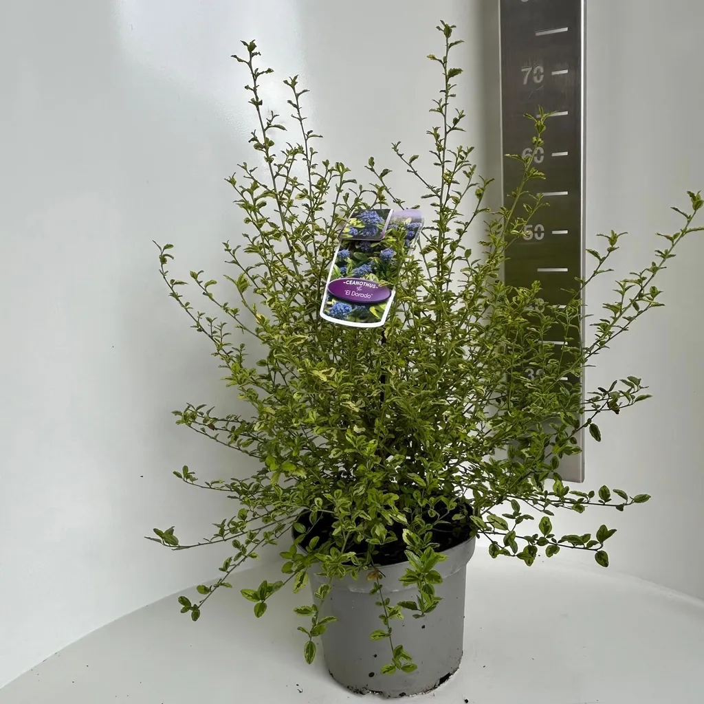Ceanothus El Dorado feuillage doré et fleurs bleues - Pot de 50 cm