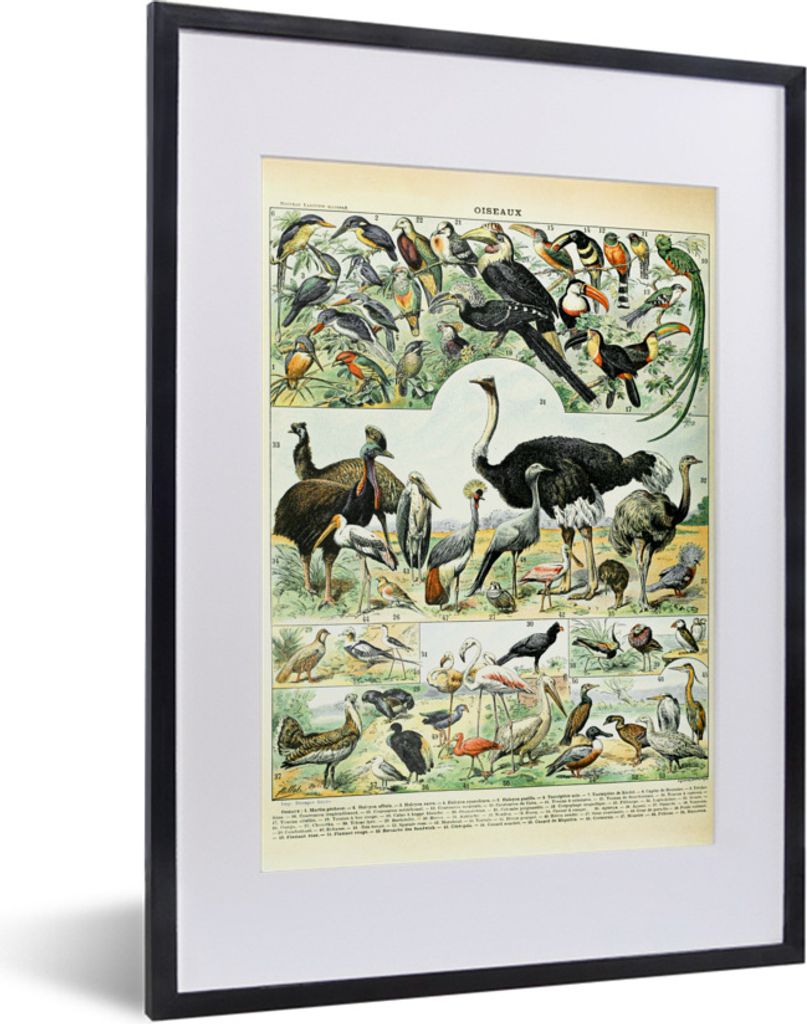 MuchoWow Gerahmtes Poster Tiere - Vögel - Design 30x40 cm - Poster mit Schwarzem Bilderrahmen Wandposter Rahmen Foto Bilder - Wandposter Schlafz...