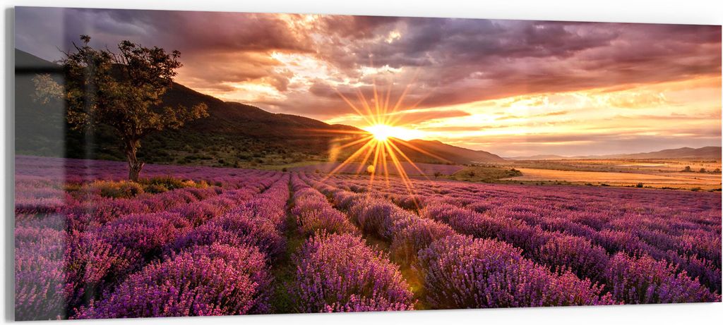 DEQORI Glasbild Echtglas 125x50 cm 'Lavendelreihen am Abend' Wandbild Bild modern Deko