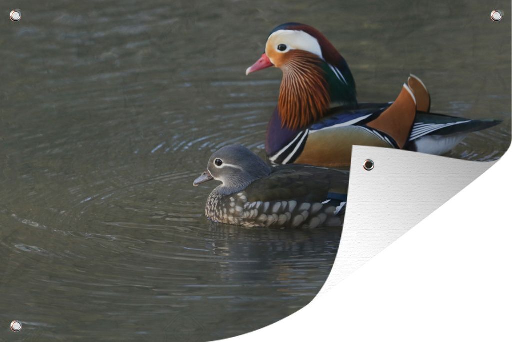 MuchoWow 60x40 cm Outdoor-Poster Gartendeko Sichtschutz Garten Poster für den Garten Mandarinen-Ente - Wasser