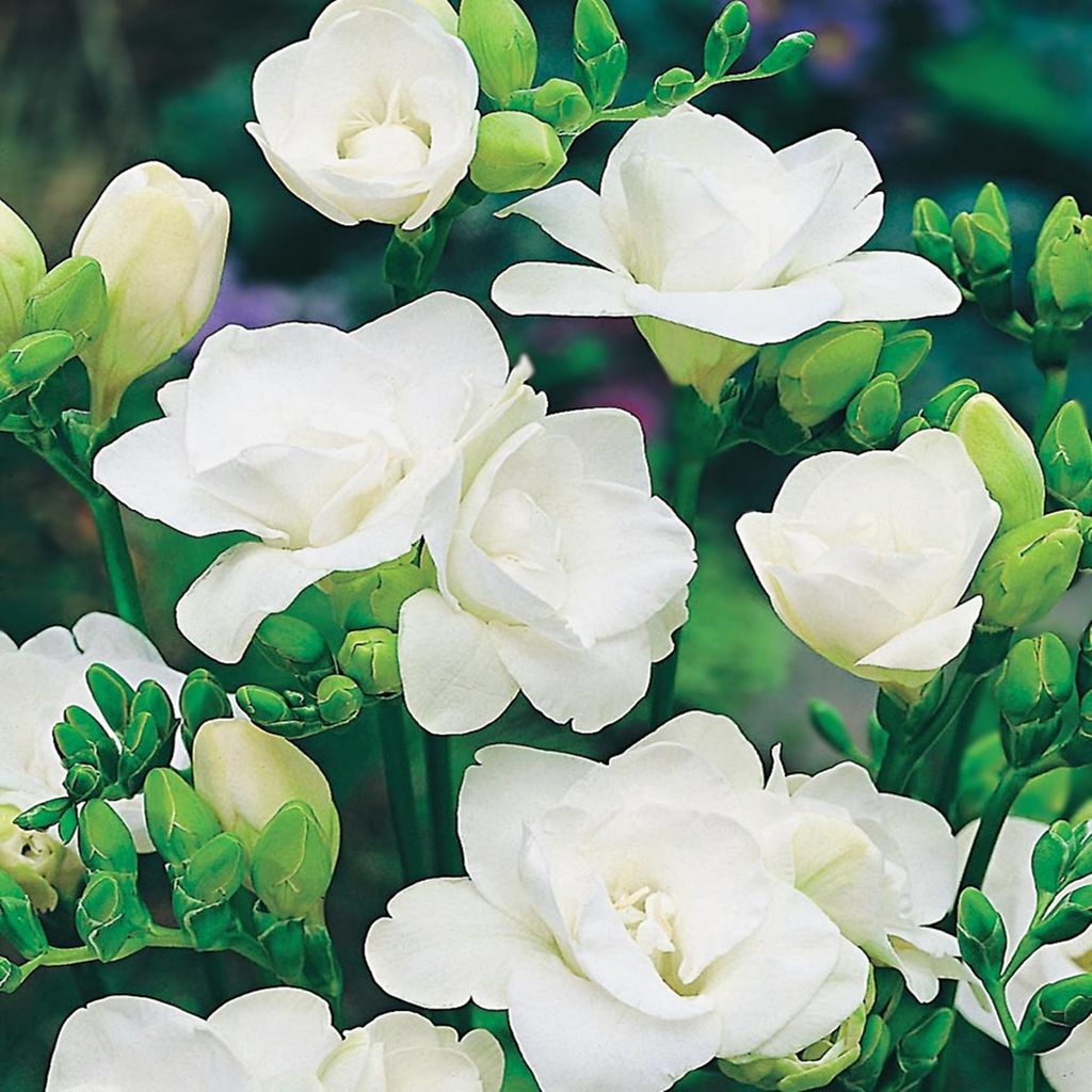 Freesia pleine blanche 10 pièces Freesias Bulbes de freesia Image du produit 