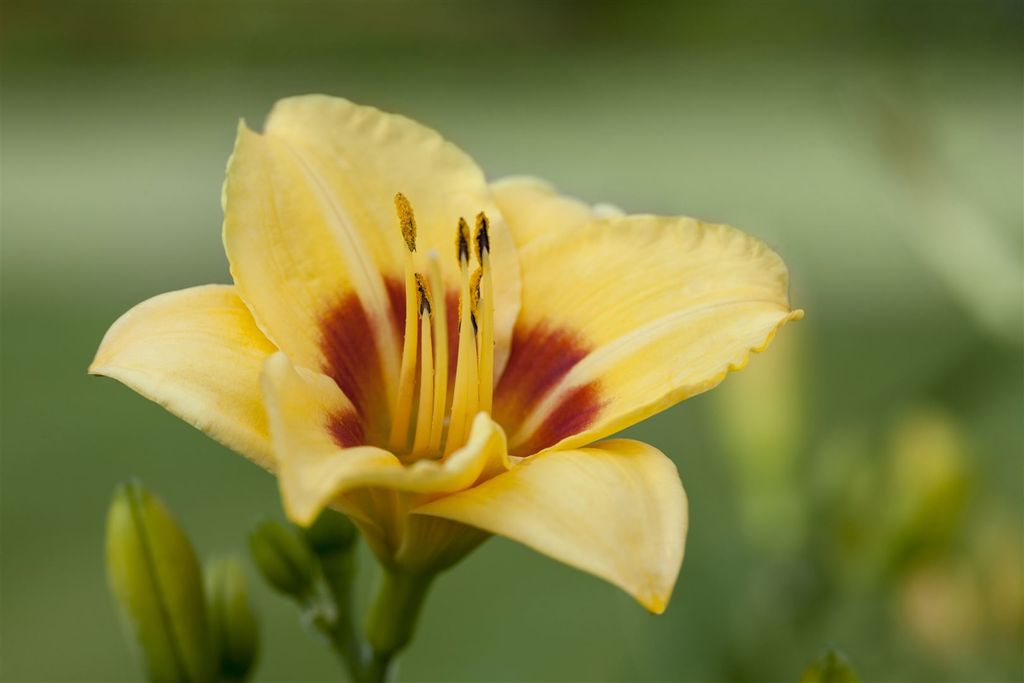 Hemerocallis x cult. 'Little Cadet', Taglilie, gelb, ca. 11x11 cm Topf
