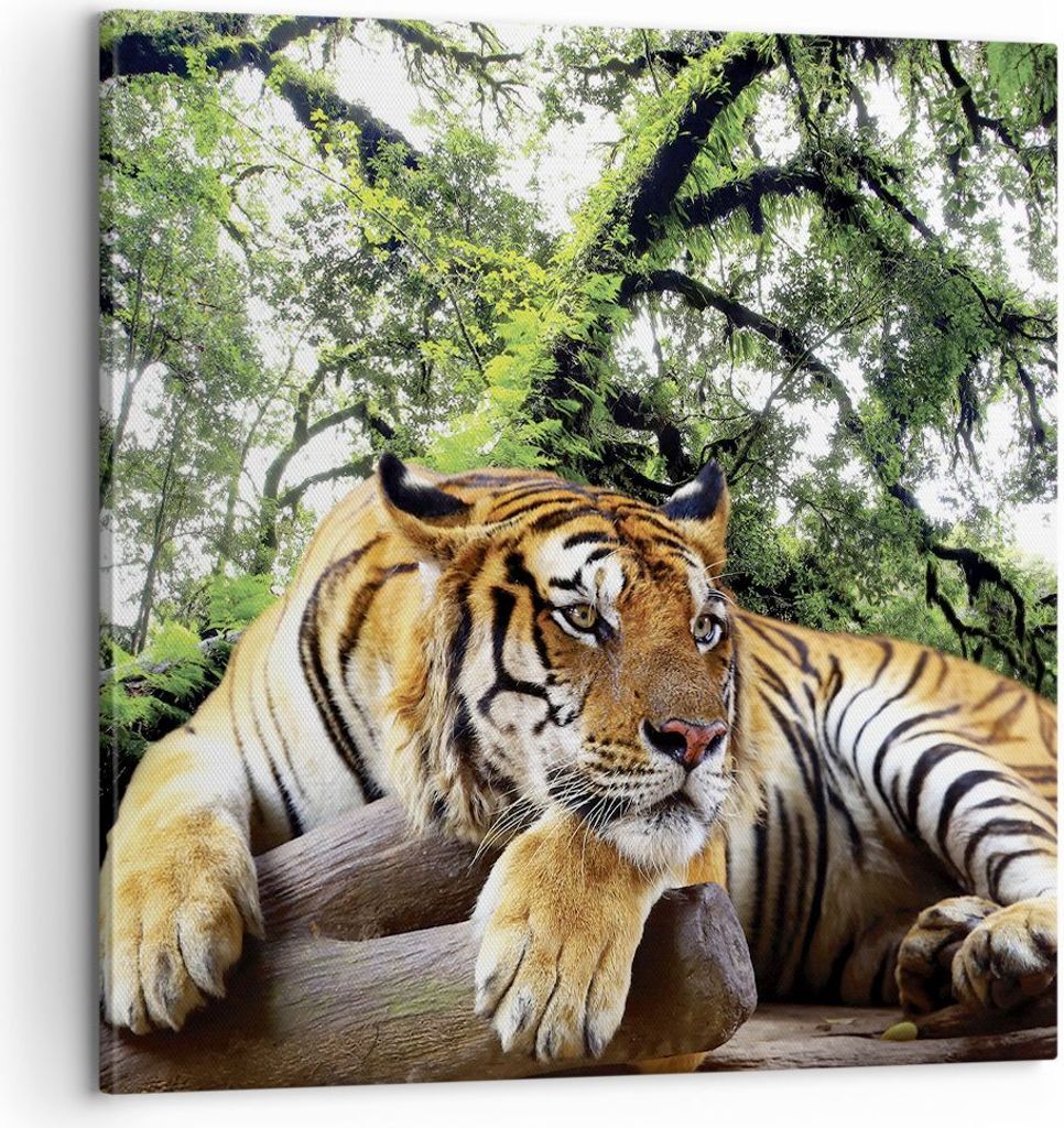 Bild auf Leinwand - Leinwandbild - Einteilig - Tiger Dschungel Ruhe - 60x60cm - Wand Bild - Wanddeko - Wandbilder - Leinwanddruck - Bilder - Wandde...