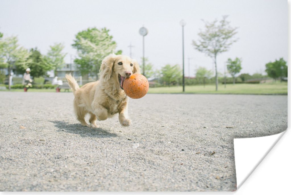 MuchoWow Poster Ein weißer Dackel spielt mit einem Ball 30x20 cm - Plakate - Print