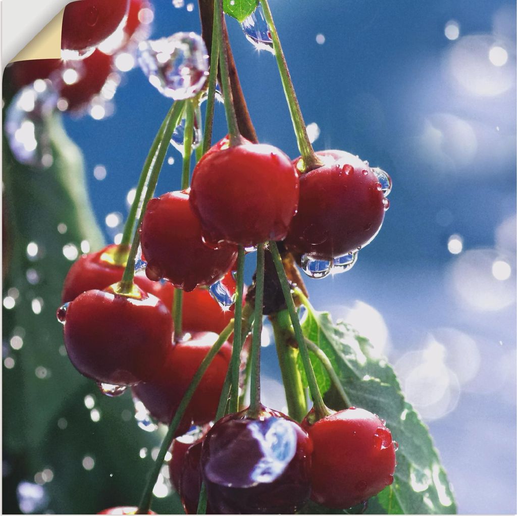 ARTland Wandbild, selbstklebend Rote Kirschen im Sommerregen Größe: 70x70 cm