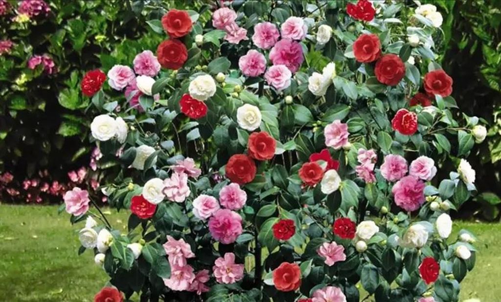 3x Camelia (Camellia Japonica) in rosso, rosa e bianco - Immagine del prodotto 