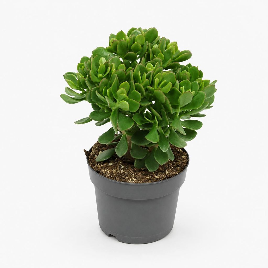 Crassula minova - Geldboom - Zeldzame plant - Pot van 17 cm Productafbeelding 