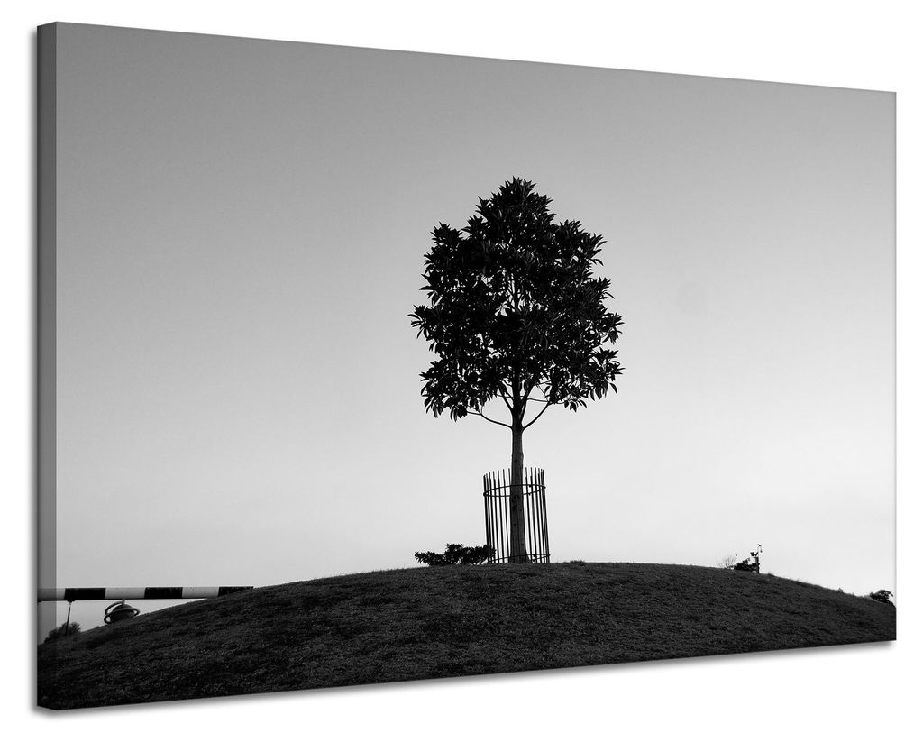 Leinwanddruck Natur Baum Schwarz-Weiß 120x80