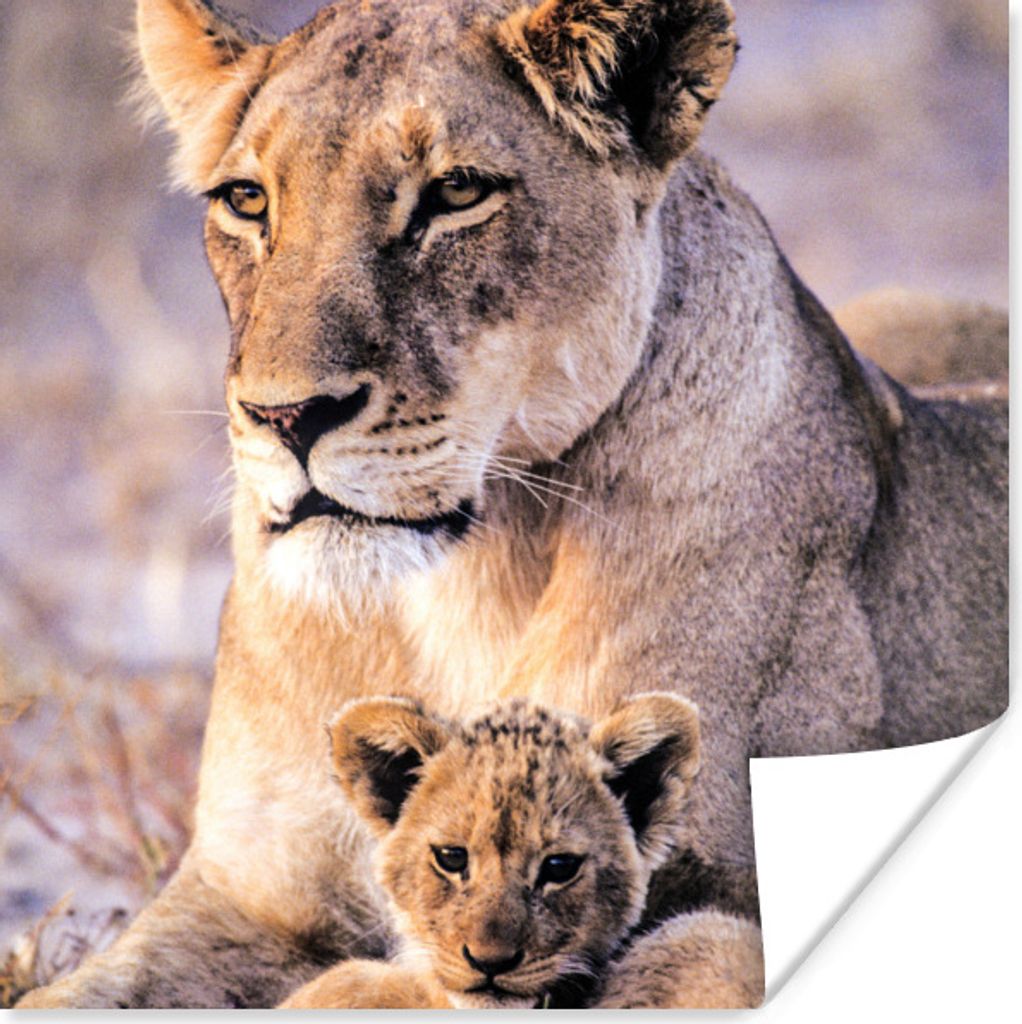 MuchoWow Poster Löwin - Löwe - Junges 100x100 cm - Babyzimmer