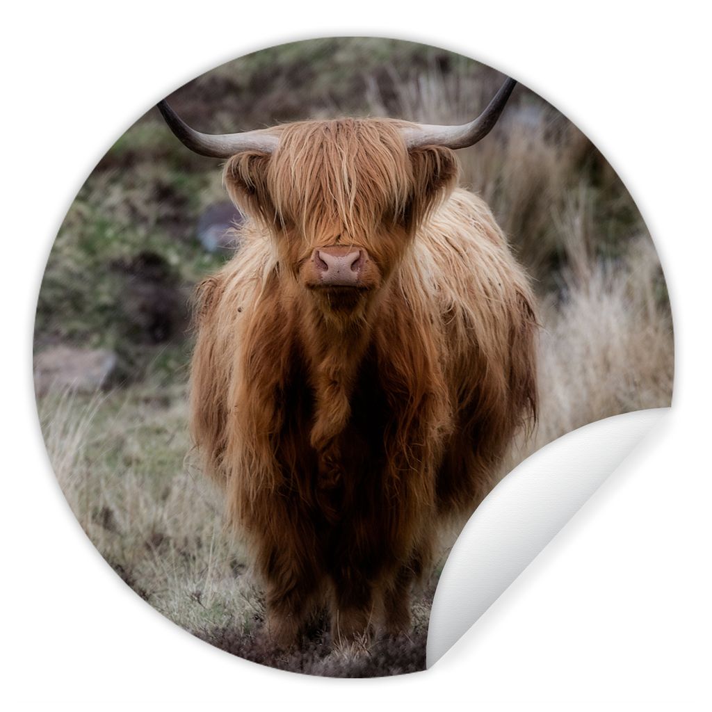 MuchoWow Runde Wandtattoo - Wandsticker Tapete Aufkleber Schottischer Hochländer - Moos - Gras Ø 100 cm Selbstklebend und Repositionierbar - Wa...