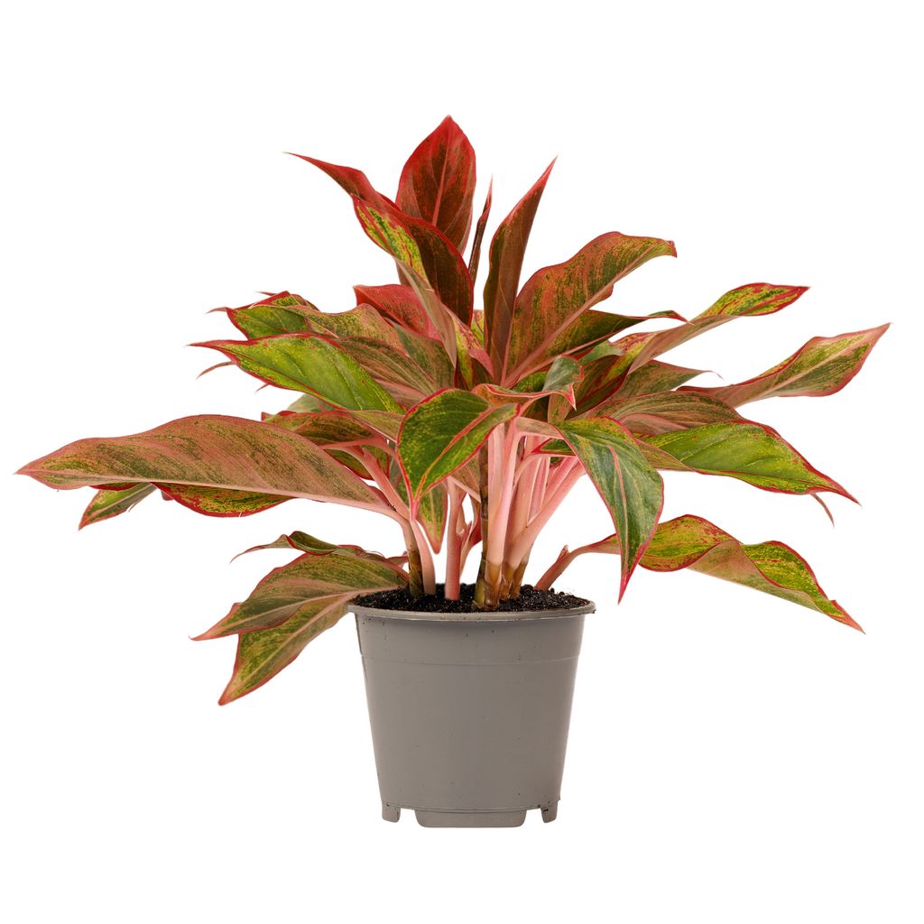 Zimmerpflanze von Botanicly Kolbenfaden Kaufland.de