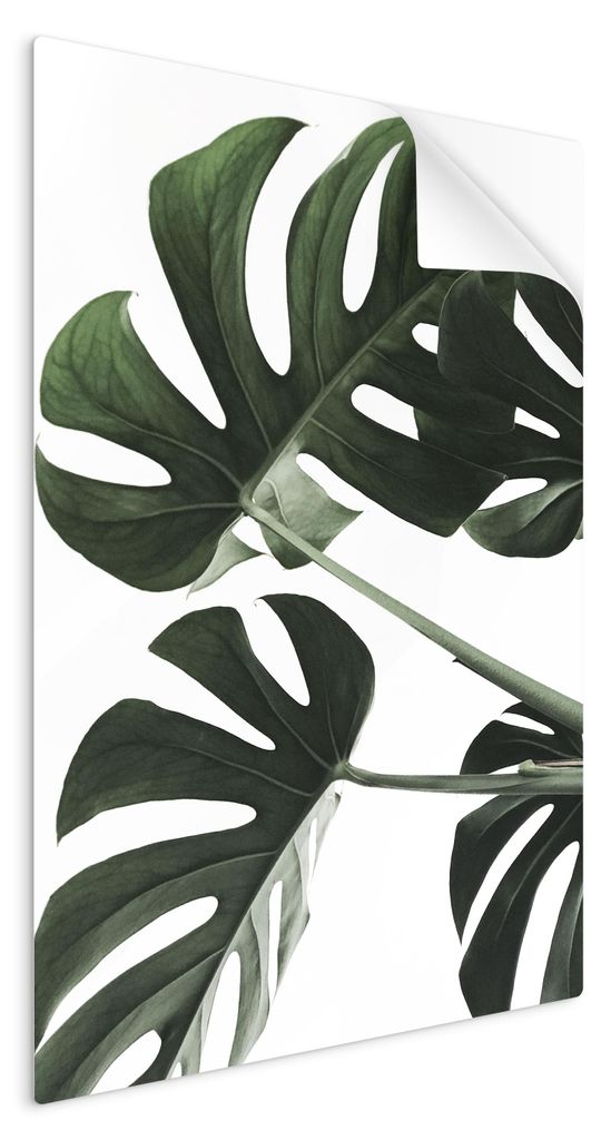 SpaceRebels Bilder Wandsticker 40x60 - Wanddeko Monstera Exotisch Blätter - Selbstklebende Wandtattoo Wandsticker - Modernes Bild auf PVC-Folie - ...