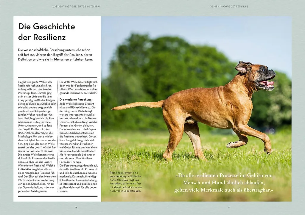 Résilience Canine : Techniques de Gestion du Stress pour Chien Actif