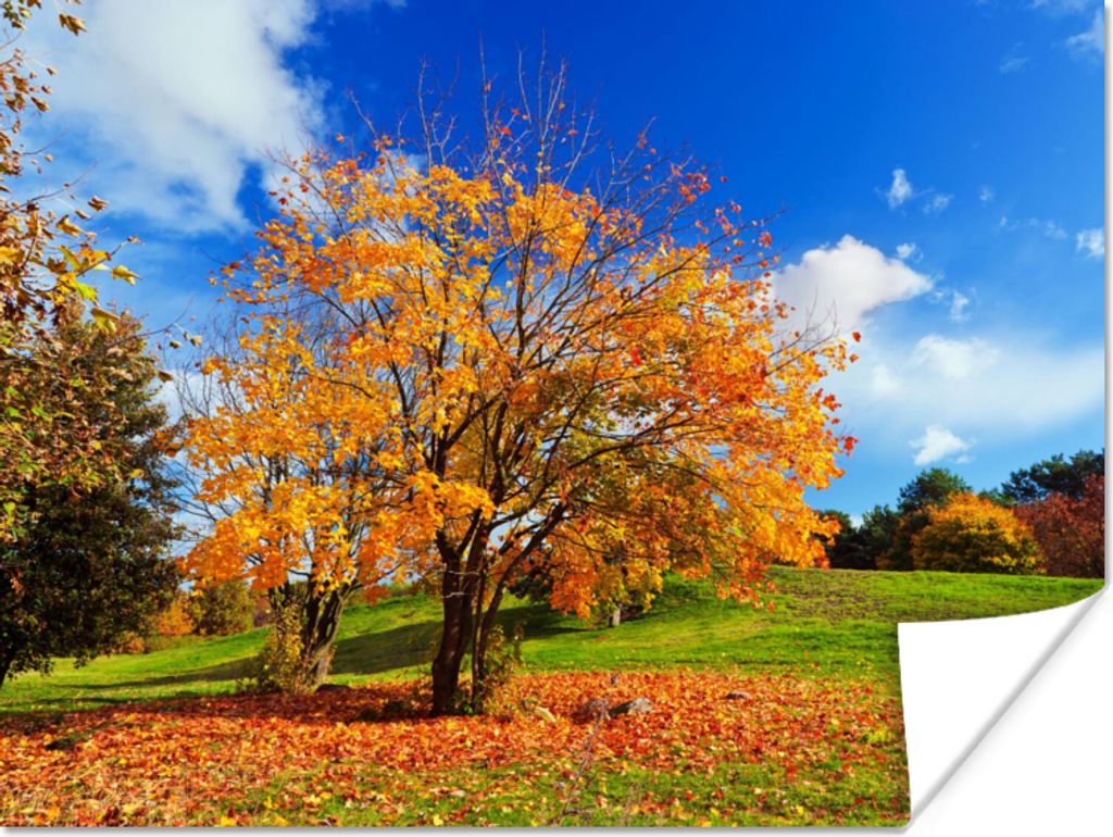 MuchoWow® Poster Baum - Blätter - Herbst - Jahreszeiten Produktbild 