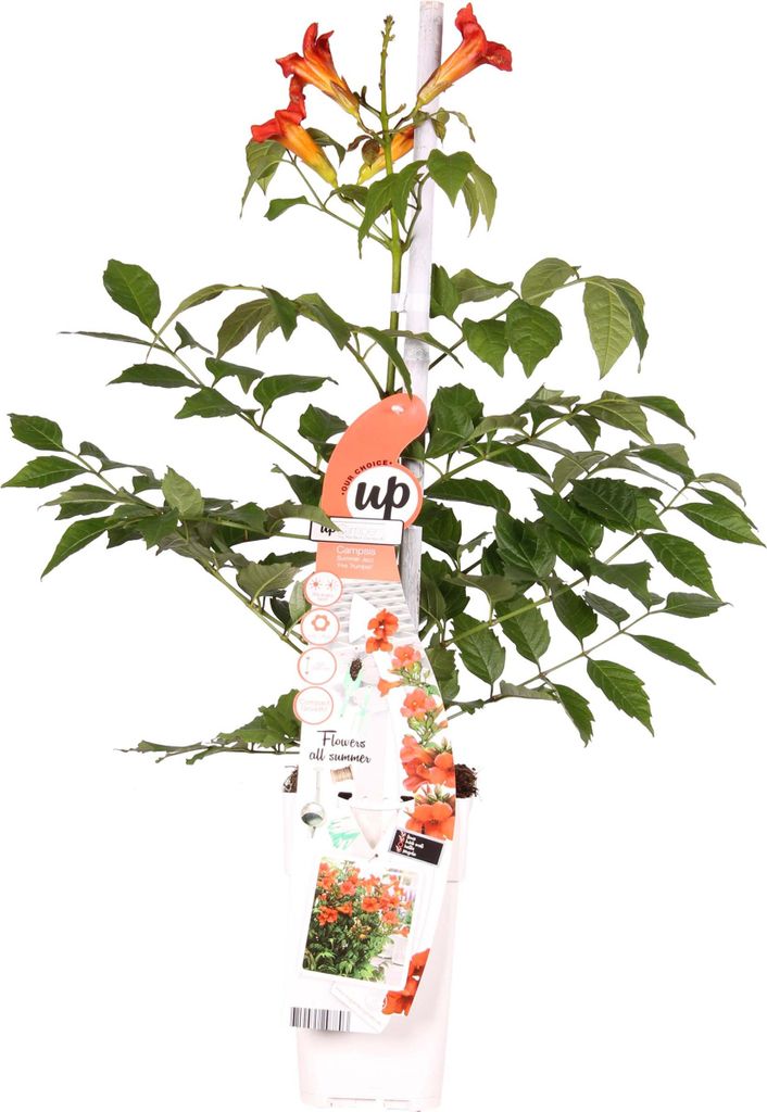 Bloomique - Campsis Radicans Flamengo - Trompetenblume - Rot - Kletterpflanzen - Gartenpflanzen - Winterhart - 50-70 cm Hoch - Topf 15 cm