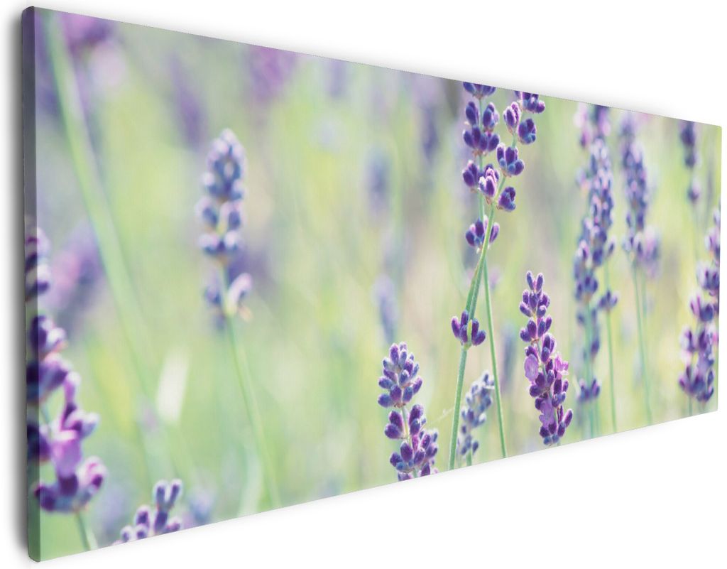 Wallario Premium Leinwandbild Lila Blumenfreude - Violette Pflanzen auf der Wiese in Größe 60 x 150 cm