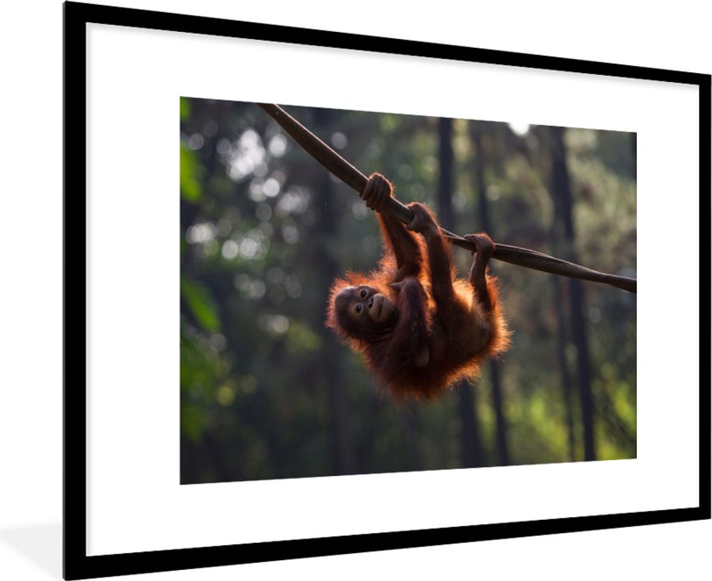 MuchoWow MuchoWow Gerahmtes Poster Junger Orang-Utan hängt an einem Ast 90x60 cm - Poster mit zchwarzem Bilderrahmen - Wanddekoration - Fotos