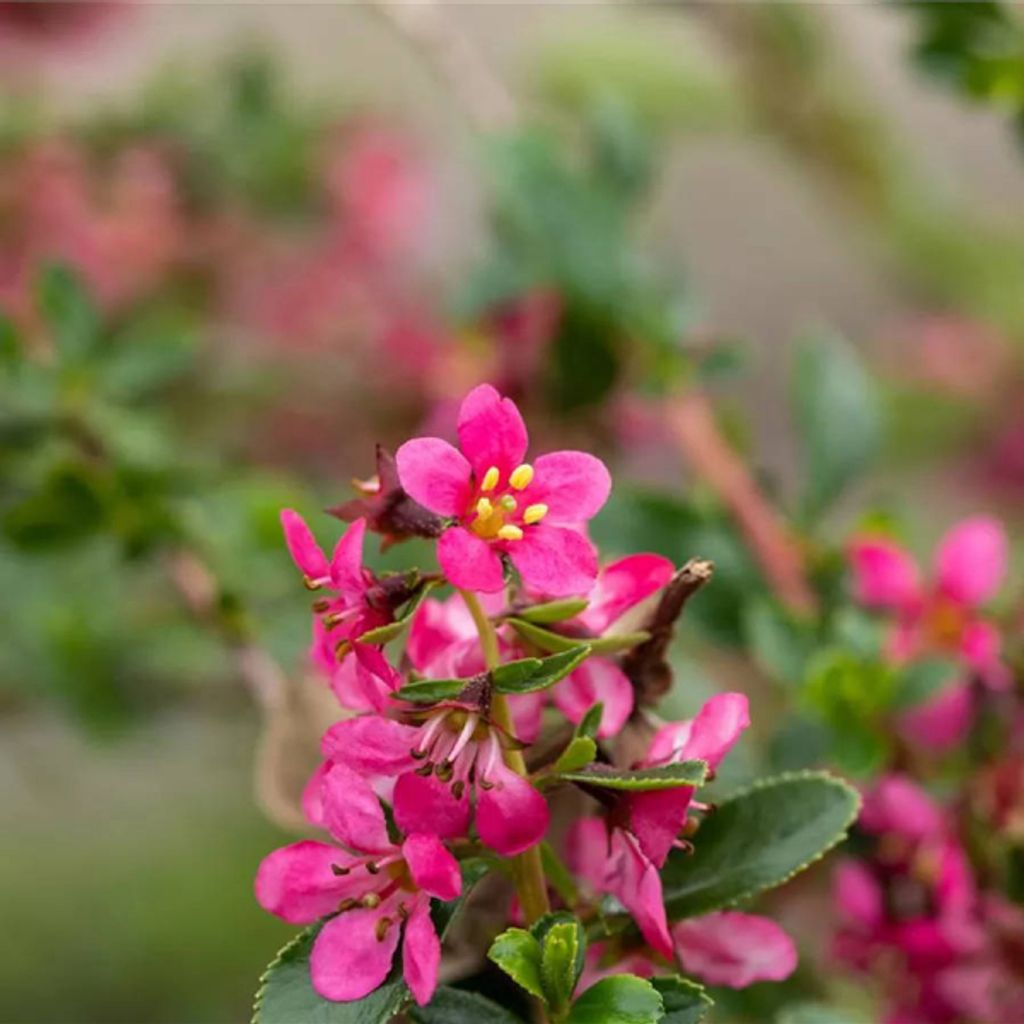 Escallonia William Watson - Andenstrauch William Watson 60-80