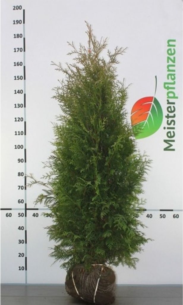 Lebensbaum Thuja Brabant 140-160 cm, 8x Heckenpflanze Produktbild 2